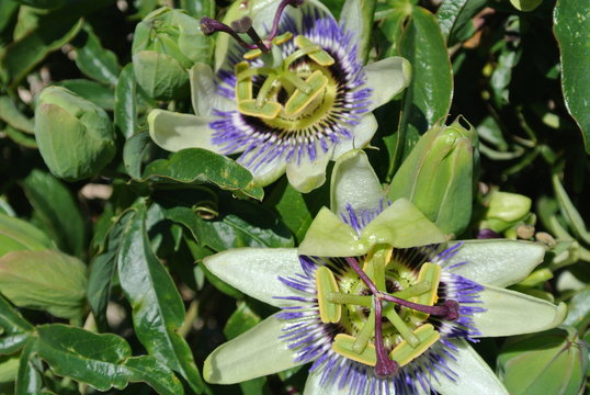 Fiori