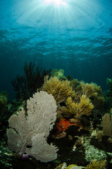 Fototapeta premium views from the coral reefs of the caribbean sea.