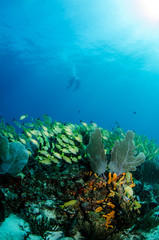 views from the coral reefs of the caribbean sea.