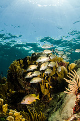 Fototapeta premium caribbean grun ts and snapper