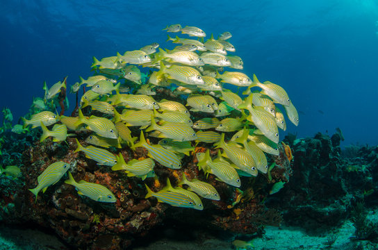caribbean grun ts and snapper