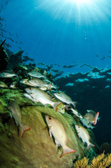 Fototapeta premium caribbean grun ts and snapper
