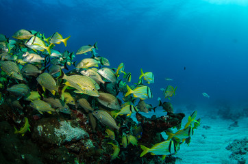 Fototapeta premium caribbean grun ts and snapper