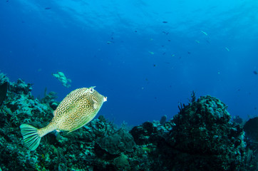 Fototapeta premium fish from the reefs of the caribbean sea