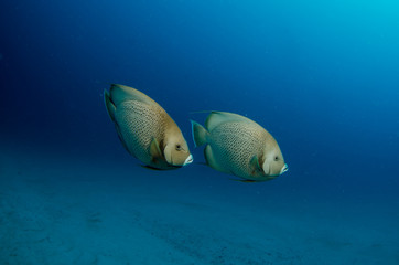 Fototapeta premium caribbean angelfish