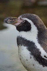 Humboldt Penguin - Spheniscus humboldti