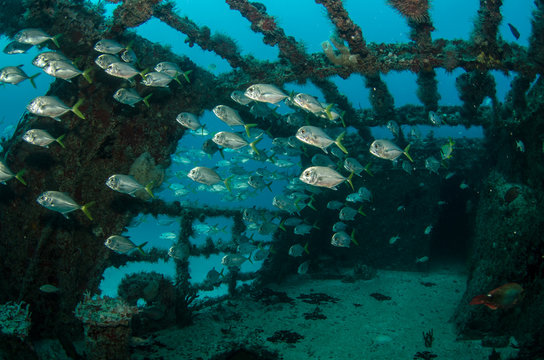 Fototapeta shipwreck, caribbean sea