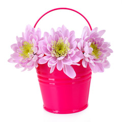 Beautiful chrysanthemum flowers in bucket isolated on white