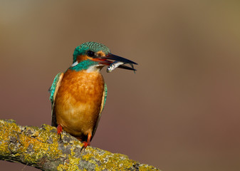 Kingfisher on branch