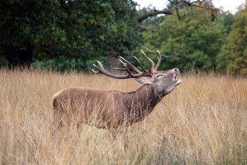 MAMMALS - Red Deer / Jeleń szlachetny © Maciej Olszewski