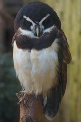 Spectacled Owl - Pulsatrix perspicillata