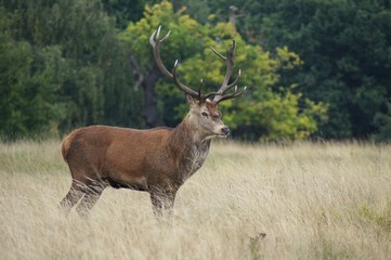 Naklejka na ściany i meble MAMMALS - Red Deer / Jeleń szlachetny