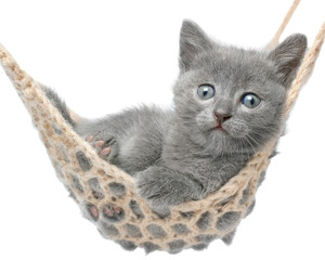 Fototapeta na wymiar Cute gray kitten lying in hammock