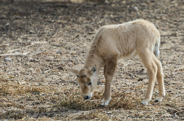 Fototapeta premium Baby of Antelope Oryx in Nature reserve park near Eilat