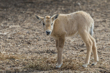 Baby of Antelope Oryx in Nature reserve park near Eilat