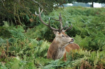MAMMALS - Red Deer / Jeleń szlachetny © Maciej Olszewski