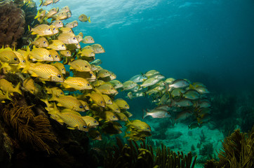 Fototapeta premium grunts and snappers, caribbean sea