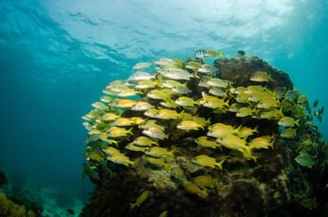 Fototapeta premium grunts and snappers, caribbean sea