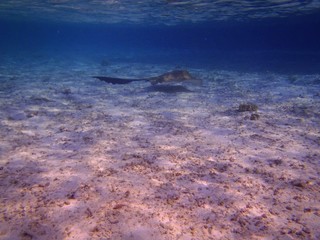 Fototapeta premium raie des maldives