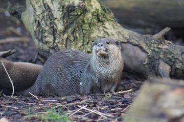 Asian Short-clawed Otter - Aonyx cinerea