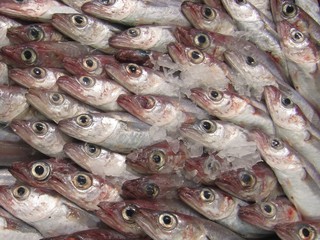 Atlantic horse mackerel on a fish market. Jurel.