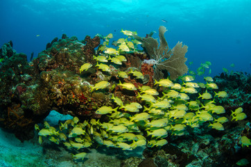 Fototapeta premium grunts and snappers, caribbean sea