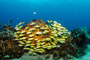 Fototapeta premium grunts and snappers, caribbean sea