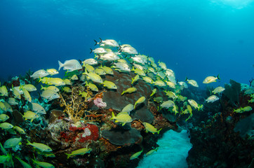 Fototapeta na wymiar pomruków i snappers, Morze Karaibskie
