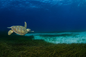 Fototapeta premium Sea turtle, Caribbean.