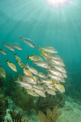 Fototapeta premium grunts and snappers, caribbean sea