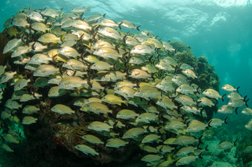 Fototapeta premium grunts and snappers, caribbean sea