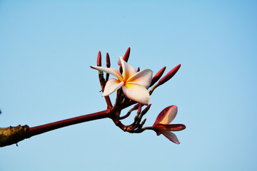 Plumeria flowers