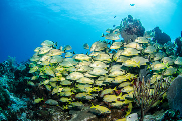 Fototapeta premium grunts and snappers, caribbean sea