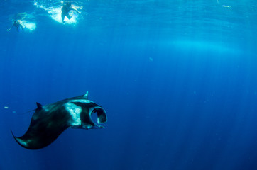 Fototapeta premium Manta ray