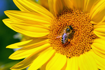 Bee collecting pollen from a sunflower blossom