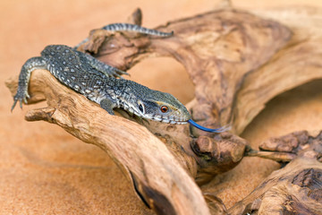 Obraz premium The baby Savannah monitor on a branch (Varanus exanthematicus)