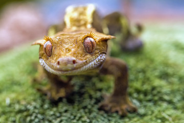 Detail of the head and eyes New Caledonian crested gecko