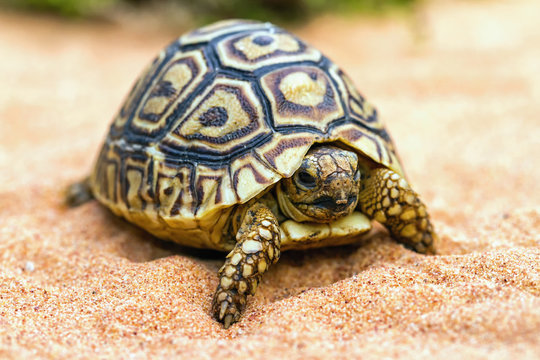 Tortoise on the sand (Testudo hermanni)