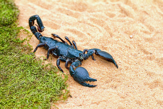 The largest scorpion in the world - Pandinus imperator