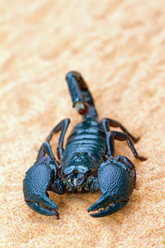 Pandinus imperator - the largest scorpion in the world