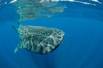 Fototapeta premium whale shark