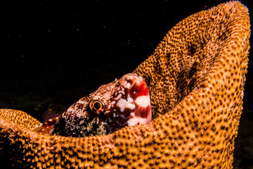 Fototapeta premium fish from the reefs of the caribbean sea