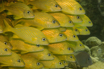 Fototapeta premium Grunts and snappers, caribbean sea.