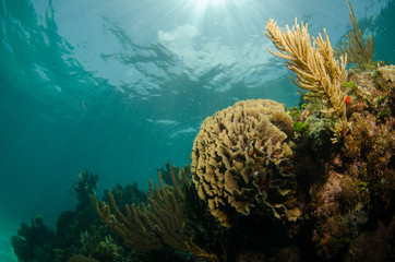 views from the coral reefs at the caribbean sea