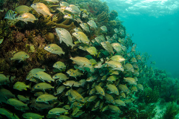 Fototapeta premium Grunts and snappers, caribbean sea.