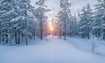 winter forest