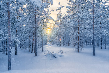 winter forest