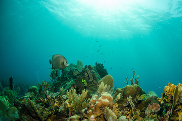 views from the coral reefs at the caribbean sea