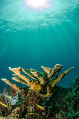 Fototapeta na wymiar widoki z raf koralowych na Morzu Karaibskim