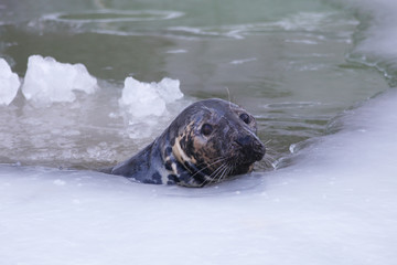 Baltic grey seal (Halichoerus grypus macrorhynchus)